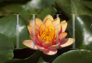 Picture of Nymphaea  'Graziella'