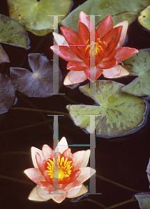 Picture of Nymphaea  'Indiana'