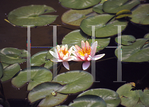 Picture of Nymphaea  'Pam Bennett'