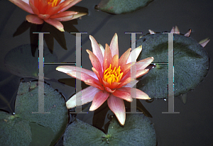 Picture of Nymphaea  'Little Sue'