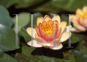 Picture of Nymphaea  'Graziella'