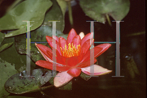 Picture of Nymphaea  'Indiana'