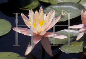 Picture of Nymphaea  'Pink Grapefruit'