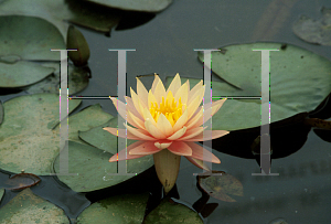 Picture of Nymphaea  'Pink Grapefruit'