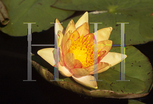 Picture of Nymphaea  'Paul Hariot'