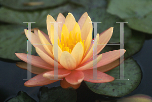 Picture of Nymphaea  'Pink Grapefruit'