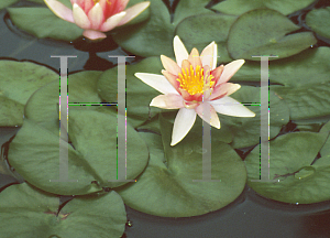Picture of Nymphaea  'Sioux'
