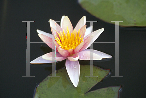 Picture of Nymphaea  'Sioux'