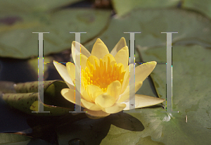 Picture of Nymphaea  'Sioux'