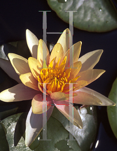 Picture of Nymphaea  'Sioux'