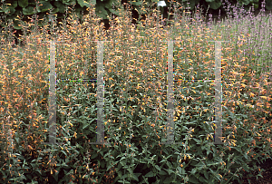 Picture of Agastache  'Navajo Sunset'