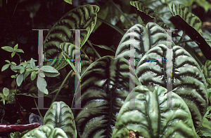 Picture of Alocasia cuprea 