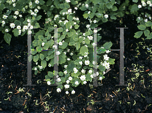 Picture of Anemonella thalictroides 'Cameo'