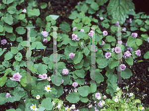 Picture of Anemonella thalictroides 'Schoaff's Double Pink'