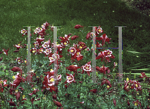 Picture of Aquilegia x hybrida 'Cardinal (Songbird Series)(n)'