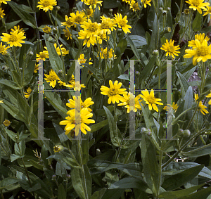 Picture of Arnica longifolia 