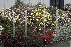 Picture of Argyranthemum x hybrida 'Vista Mix'