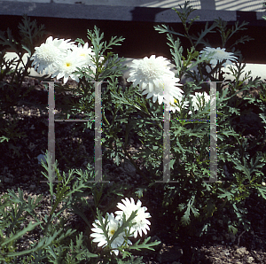 Picture of Argyranthemum frutescens 'Edelweiss'