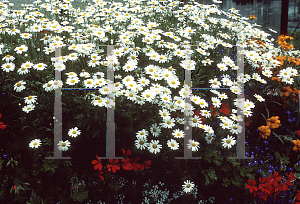 Picture of Argyranthemum x hybrida 'Anantha'