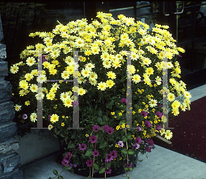 Picture of Argyranthemum x hybrida 'Butterfly'