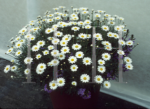 Picture of Argyranthemum x hybrida 'Comet White'