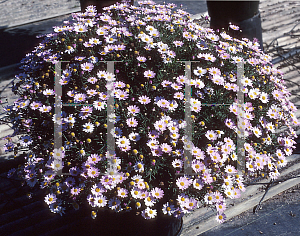 Picture of Argyranthemum x hybrida 'Comet Pink'