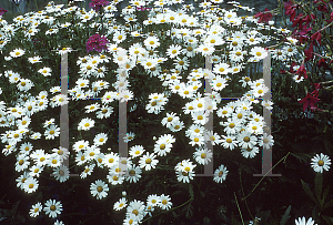 Picture of Argyranthemum x hybrida 'Anantha'