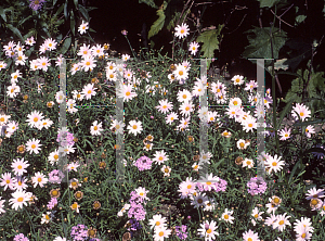Picture of Argyranthemum x hybrida 'Petite Pink'