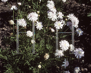 Picture of Argyranthemum frutescens 'Quinta White'