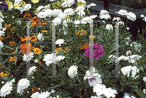 Picture of Argyranthemum frutescens 'Sugar and Ice'