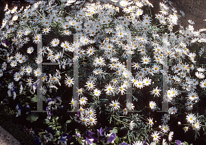 Picture of Argyranthemum x hybrida 'Vera'