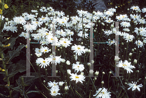 Picture of Leucanthemum x superbum 'Snowdrift'