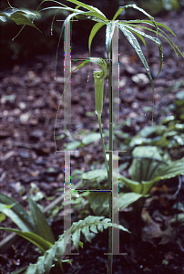 Picture of Arisaema consanguineum 