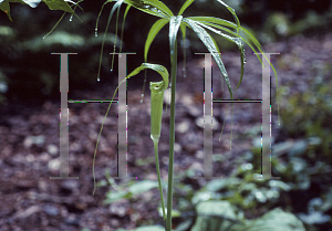 Picture of Arisaema consanguineum 