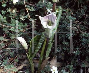 Picture of Arisaema candidissimum 