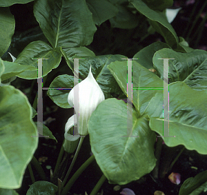 Picture of Arisaema candidissimum 