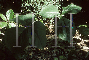 Picture of Arisaema franchetianum 