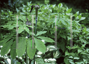 Picture of Arisaema serratum 