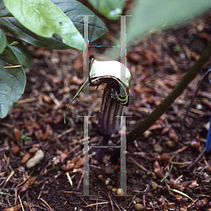 Picture of Arisaema kiushianum 