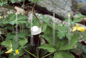 Picture of Arisaema sikokianum 