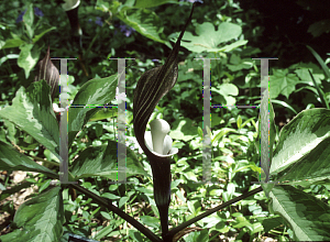 Picture of Arisaema sikokianum 