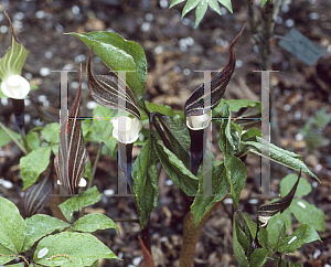 Picture of Arisaema sikokianum 