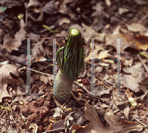 Picture of Arisaema taiwanensis 