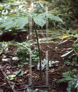 Picture of Arisaema taiwanensis 