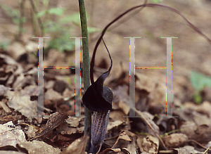 Picture of Arisaema thunbergii 