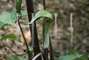 Picture of Arisaema triphyllum 