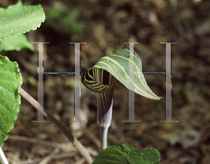 Picture of Arisaema triphyllum 