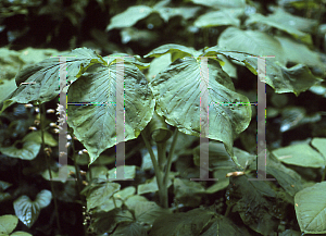 Picture of Arisaema triphyllum 