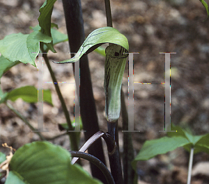 Picture of Arisaema triphyllum 