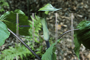 Picture of Arisaema triphyllum 